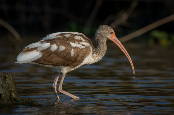 Картинка животные ибисы +колпицы ибис