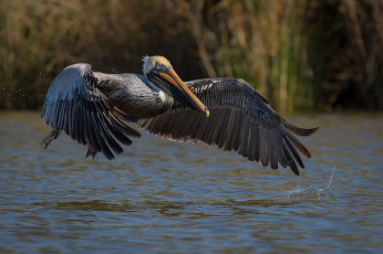 Картинка животные пеликаны пеликан