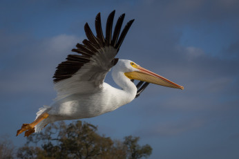 Картинка животные пеликаны пеликан