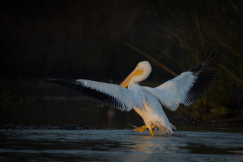 Картинка животные пеликаны пеликан