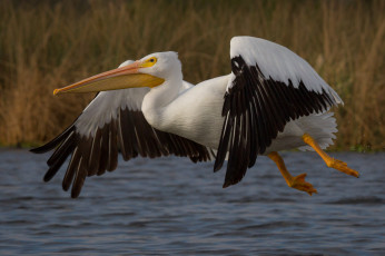 Картинка животные пеликаны пеликан