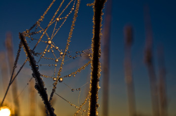 Картинка природа макро паутина роса трава капли