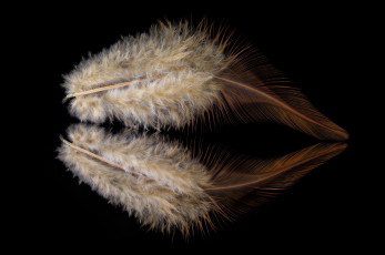 Картинка разное перья отражение перо