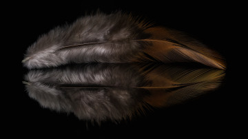 Картинка разное перья отражение перо