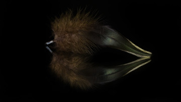 Картинка разное перья перо отражение