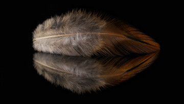 Картинка разное перья отражение перо