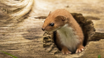 Картинка weasel животные хорьки +куницы +горностаи +ласки +соболи ласка