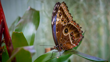 Картинка животные бабочки +мотыльки +моли бабочка