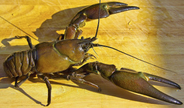 Картинка животные крабы +раки клешни рак