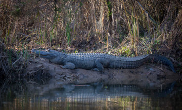 Картинка животные крокодилы крокодил