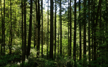 Картинка природа лес лето зелень трава деревья кусты