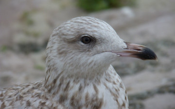 Картинка животные Чайки +бакланы +крачки глаз клюв