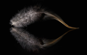 Картинка разное перья перо отражение