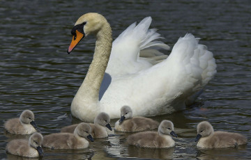 Картинка животные лебеди птенцы лебедь