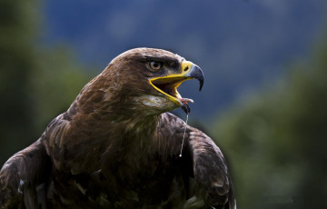 Картинка животные птицы+-+хищники орел клюв