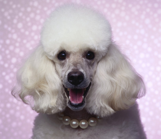 Обои картинки фото животные, собаки, пудель, собака, взгляд