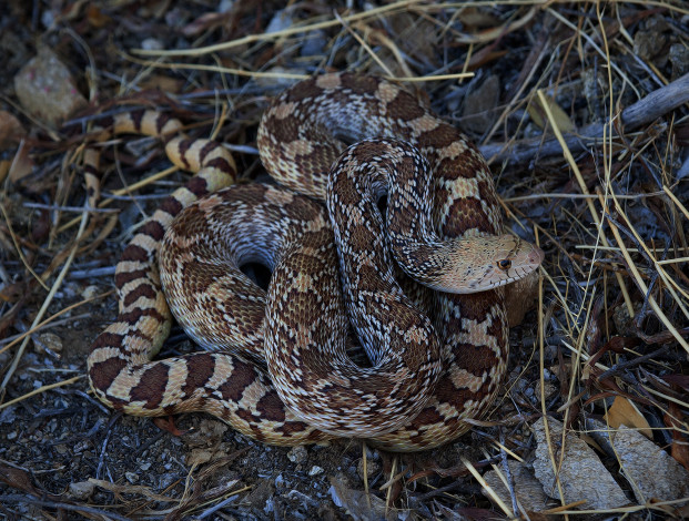 Обои картинки фото животные, змеи,  питоны,  кобры, змея