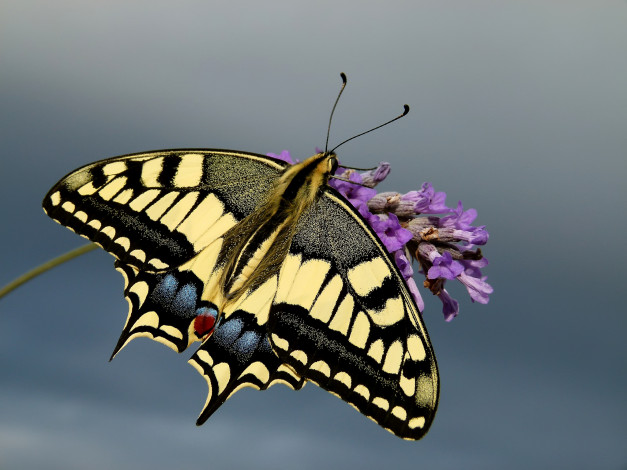 Обои картинки фото животные, бабочки,  мотыльки,  моли, бабочка