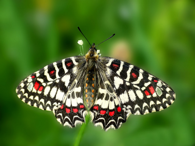 Обои картинки фото животные, бабочки,  мотыльки,  моли, бабочка