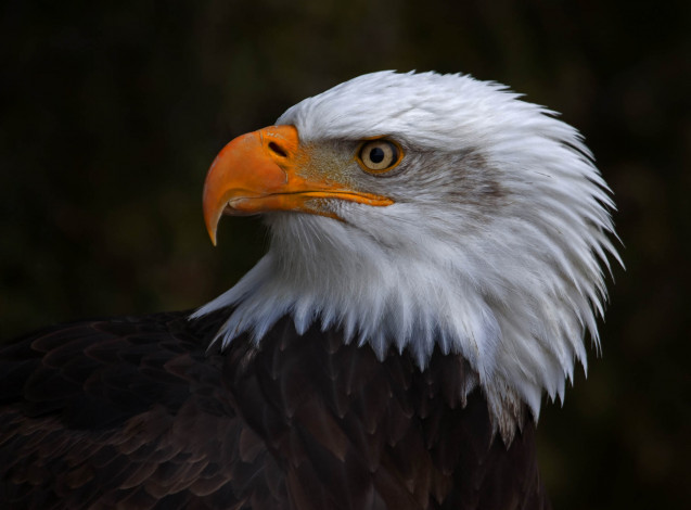 Обои картинки фото животные, птицы - хищники, белоголовый, орлан