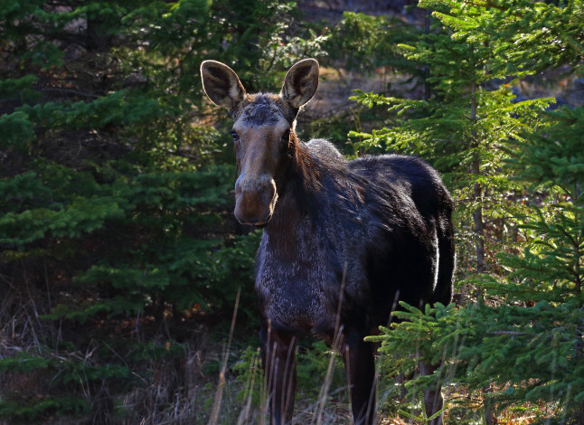 Обои картинки фото животные, лоси, сохатый