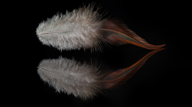 Обои картинки фото разное, перья, перо, отражение