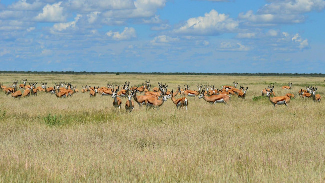 Обои картинки фото животные, антилопы, сафари