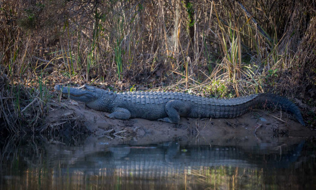 Обои картинки фото животные, крокодилы, крокодил
