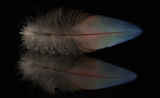 Обои картинки фото разное, перья, перо, отражение