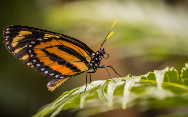 Обои картинки фото животные, бабочки,  мотыльки,  моли, бабочка