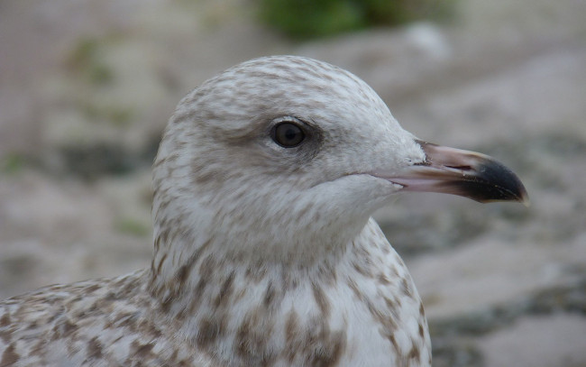 Обои картинки фото животные, Чайки,  бакланы,  крачки, глаз, клюв