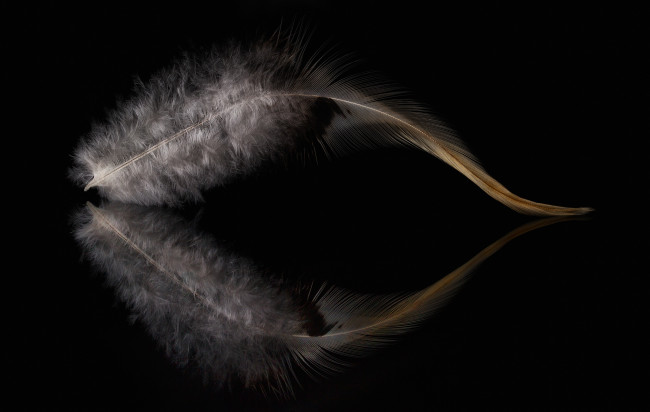Обои картинки фото разное, перья, перо, отражение