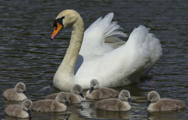 Обои картинки фото животные, лебеди, птенцы, лебедь