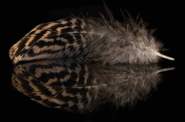 Обои картинки фото разное, перья, отражение, перо