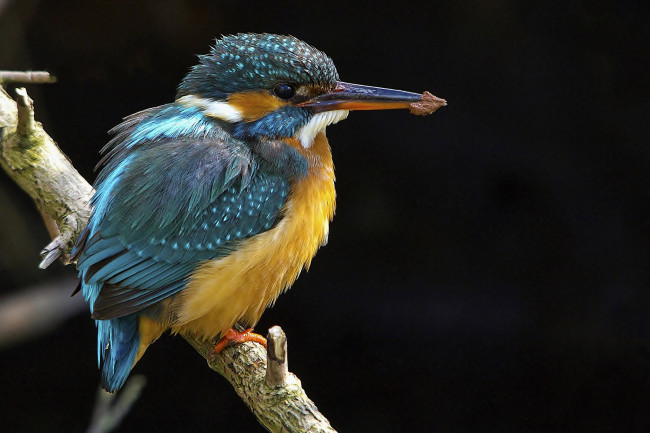 Обои картинки фото животные, зимородки, рыболов