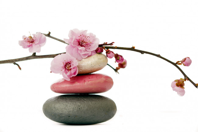 Обои картинки фото разное, ракушки,  кораллы,  декоративные и spa-камни, ветка, сакура