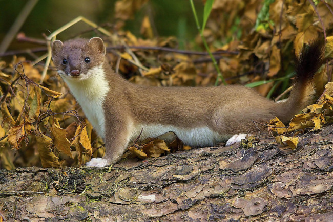 Обои картинки фото животные, хорьки,  куницы,  горностаи,  ласки,  соболи, горностай