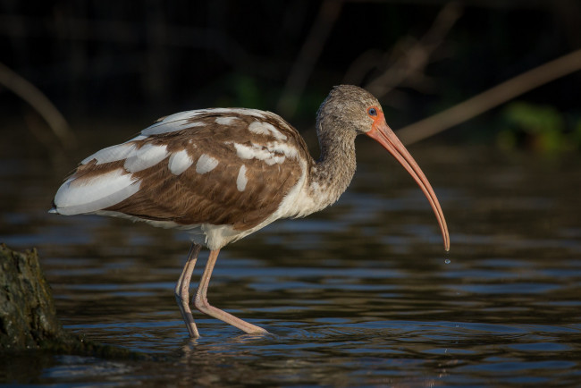 Обои картинки фото животные, ибисы,  колпицы, ибис