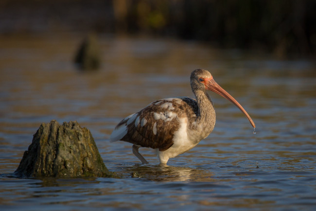 Обои картинки фото животные, ибисы,  колпицы, ибис