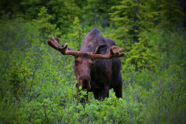 Обои картинки фото животные, лоси, сохатый