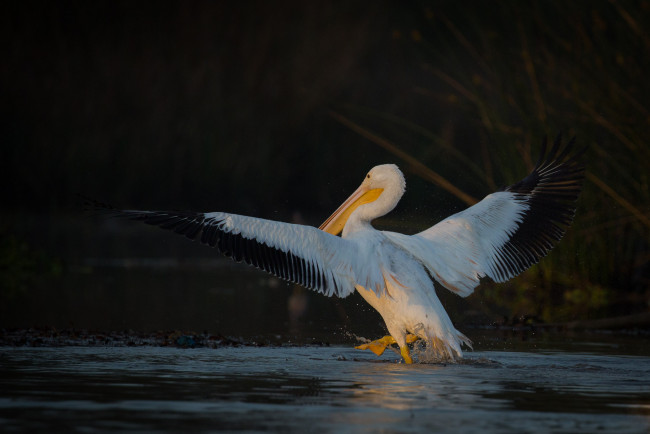 Обои картинки фото животные, пеликаны, пеликан