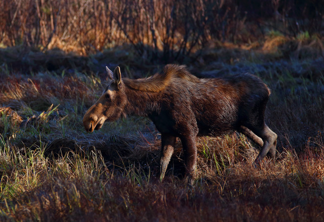 Обои картинки фото животные, лоси, сохатый