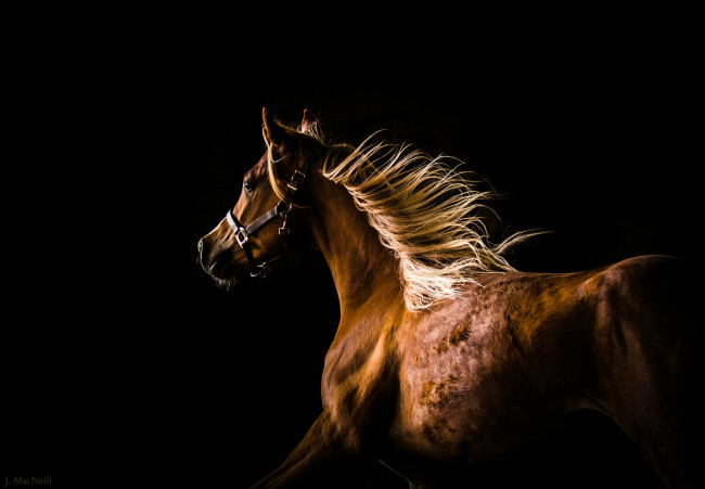 Обои картинки фото животные, лошади, конь, профиль, грива, бег