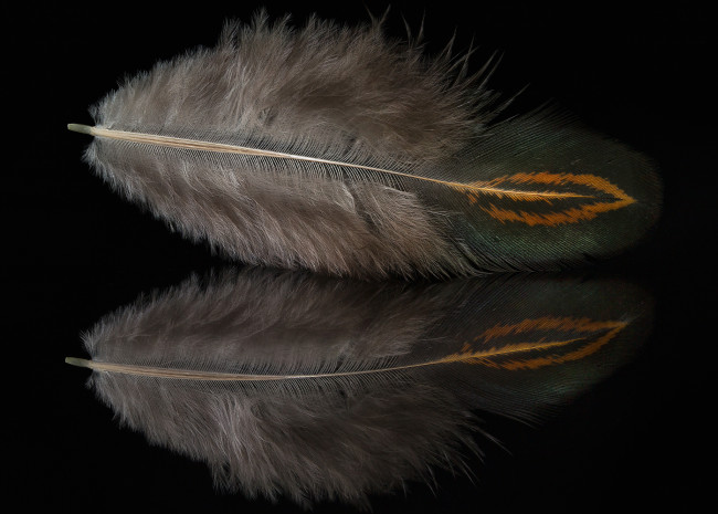 Обои картинки фото разное, перья, отражение, перо