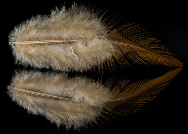 Обои картинки фото разное, перья, перо, отражение