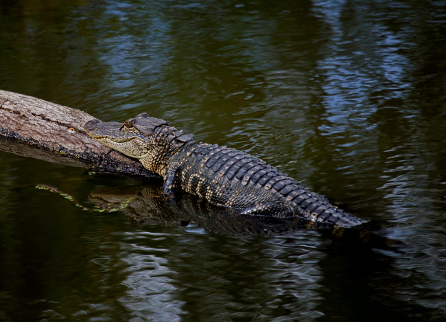Обои картинки фото животные, крокодилы, крокодил