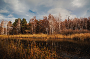 Картинка природа реки озера река лес