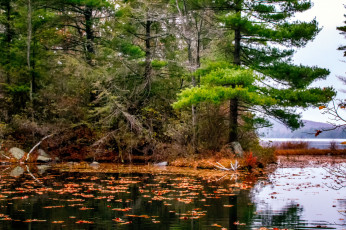 Картинка природа реки озера река лес