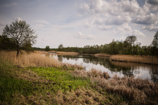 Обои картинки фото природа, реки, озера, лес, река