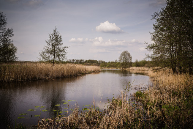 Обои картинки фото природа, реки, озера, река, лес